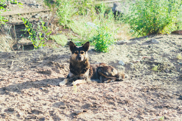 Homeless mongrel, stray dog in the street