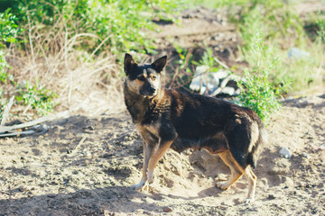 Homeless mongrel, stray dog in the street