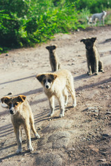 Cute homeless puppys in the street.