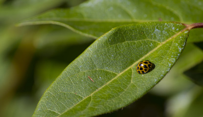 Ladybeetle