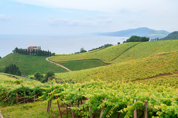 Fototapeta na wymiar rolling vineyard landscape at getaria town, located at Basque Country, Spain