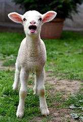 Baby lamb crying on a farm
