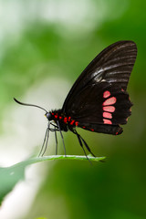  Closeup  beautiful butterfly  & flower in the garden.