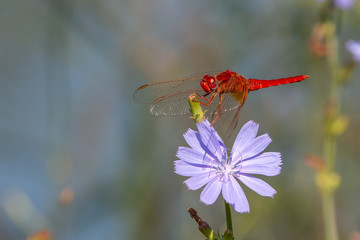 Scarlet dragonfly male - Crocothemis erythraea