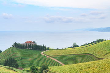 Naklejka premium rolling vineyard landscape at getaria town, located at Basque Country, Spain