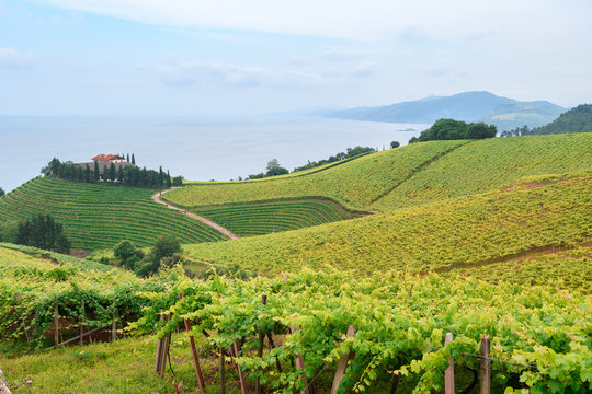 rolling vineyard landscape at getaria town, located at Basque Country, Spain