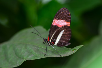 Obraz na płótnie Canvas Closeup beautiful butterfly & flower in the garden.