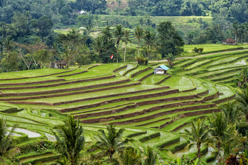 Visit a UNESCO Jatiluwih Rice Field in terraces, Bali, Indonesia