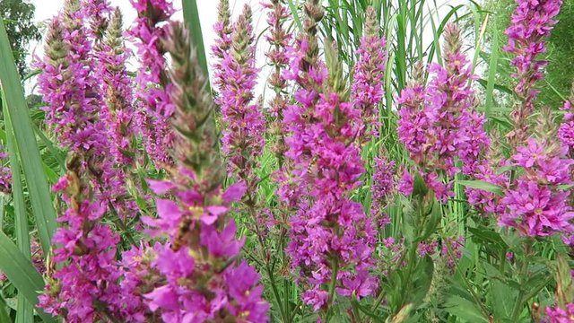 Wild insects, bees and bumblebees buzzing alive in summer in northern Germany on a lythrum anceps