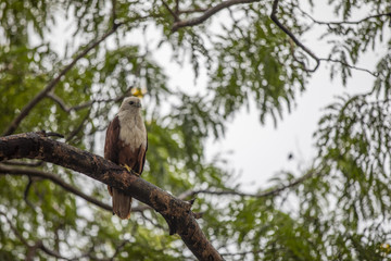 Eagle Pose
