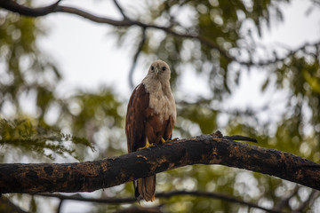 Eagle Pose