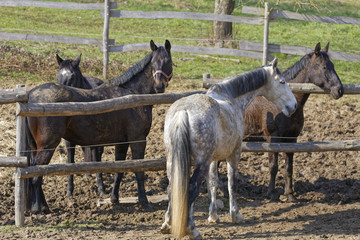 horses on a paddock