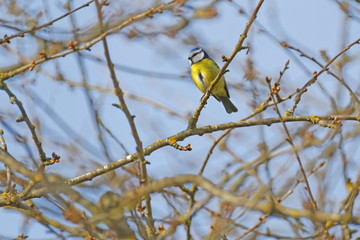 Naklejka premium blue tit