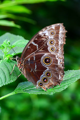  Closeup  beautiful butterfly  & flower in the garden.
