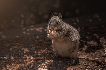 Funny California ground squirrels
