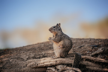 Funny California ground squirrels