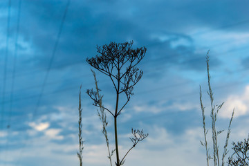 Close-up plant