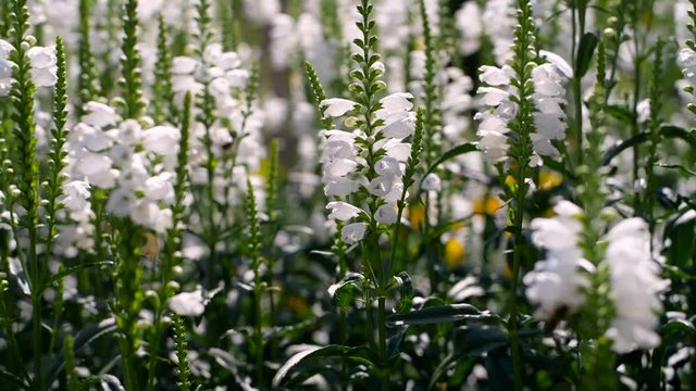 Summer blossoming white filed of flower and bees, Ukraine