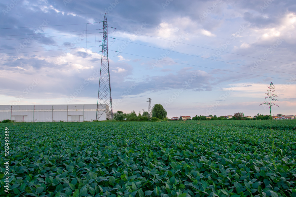 Wall mural electric pole on a soy field