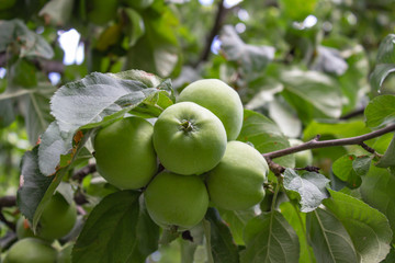 Ripening apples. A good crop of apples
