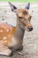 A closeup portrait of a cute wild sika deer laying on the ground on a hot summer day in Nara Public Park, Nara, Japan