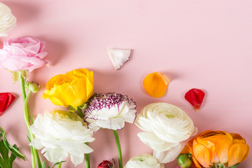 Ranunculus Buttercup Flowers of different colours