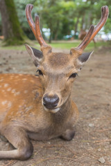 Naklejka na ściany i meble Closeup portrait of a wild cute sika deer with big velvet antlers relaxing and laying on the ground on a hot summer day in Nara Public Park, Nara, Japan