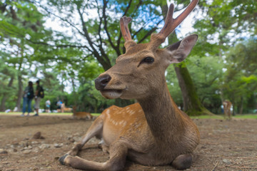 Closeup portrait of a wild cute sika deer with big velvet antlers relaxing and laying on the ground on a hot summer day in Nara Public Park, Nara, Japan