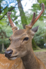 Closeup portrait of a wild cute sika deer with big velvet antlers relaxing and laying on the ground on a hot summer day in Nara Public Park, Nara, Japan