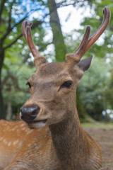 Closeup portrait of a wild cute sika deer with big velvet antlers relaxing and laying on the ground on a hot summer day in Nara Public Park, Nara, Japan