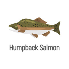 Humpback Salmon color isolate on white icon