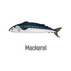 Mackerel fish color isolated on white icon