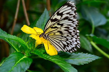  Closeup  beautiful butterfly  & flower in the garden.