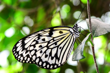  Closeup  beautiful butterfly  & flower in the garden.