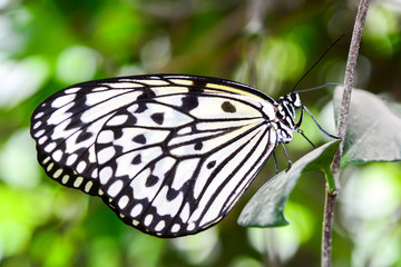  Closeup  beautiful butterfly  & flower in the garden.