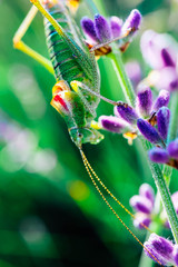 Green grasshopper on the lavender field, macro view, countryside life concept.
