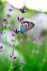 A beautiful butterfly on the lavender field, macro view, countryside life concept.