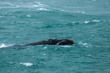 Fototapeta premium Southern Right Whale In Rough Seas 