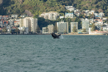 Southern Right Whale, Wellington New Zealand.