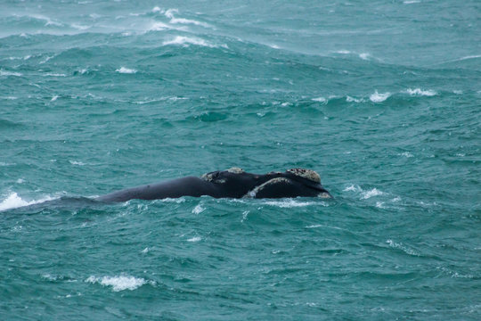 Southern Right Whale In Rough Seas 