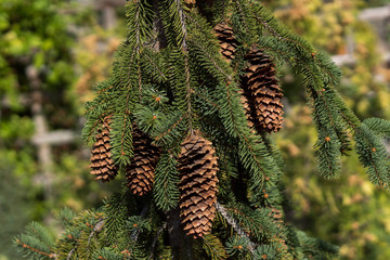 a lump on the branches of a Christmas tree. cones.