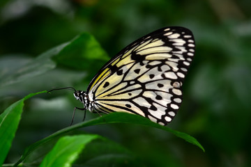  Closeup  beautiful butterfly  & flower in the garden.