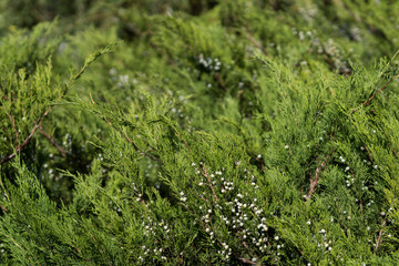 bush with berries. lanscape design. gardens.
