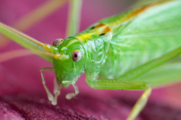 Great green grasshopper on red leave, macro photo