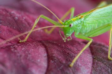 Great green grasshopper on red leave, macro