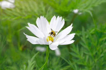 Obraz premium Bee on cosmos flowers in garden and blurred background as natural concept.