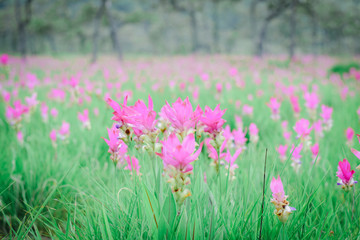 Obraz premium Krachai flower national park Chaiyaphum Province Thailand