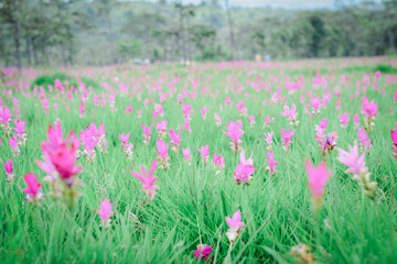 Krachai flower national park Chaiyaphum Province Thailand