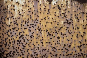Rusty Metal Texture 9