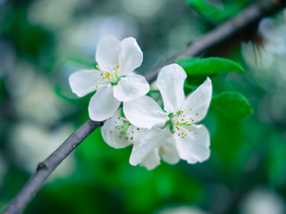 Spring apple
